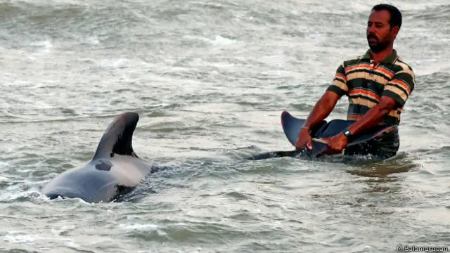 dead hales burial tuticorin
