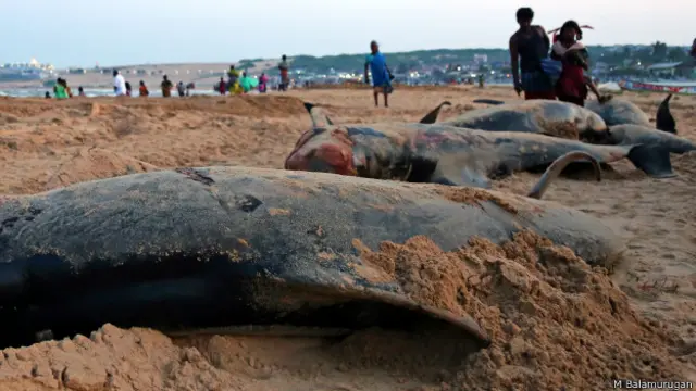 dead hales burial tuticorin