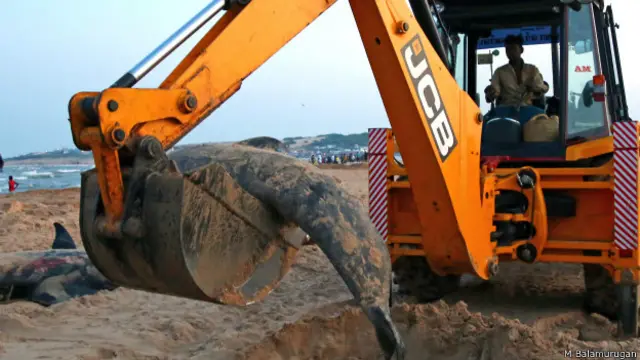 dead hales burial tuticorin