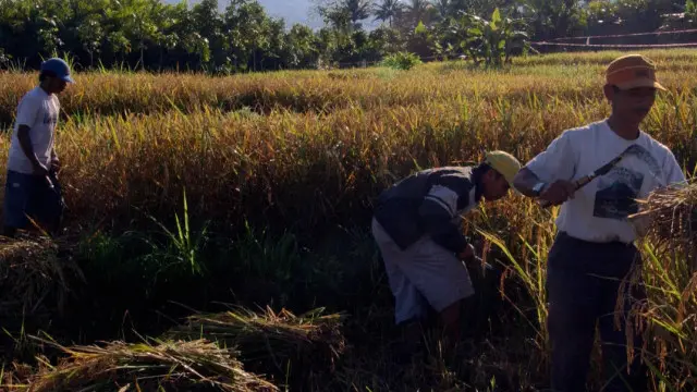 بها مجتمعات زراعية وأخرى حضرية