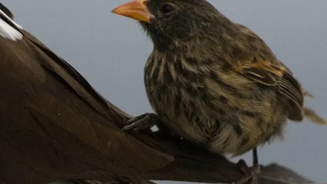 Птица, которая пьет кровь