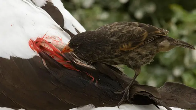 Остроклювый земляной вьюрок (Geospiza difficilis) пьет кровь голуболицей олуши (Sula dactylatra)