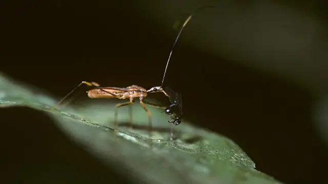 Хищнец с добычей