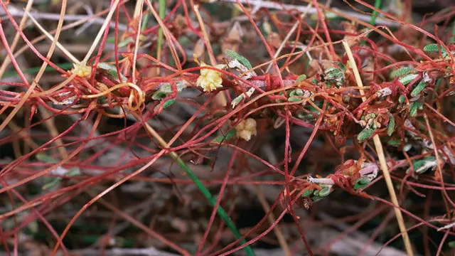 Повилика (род Cuscuta) 