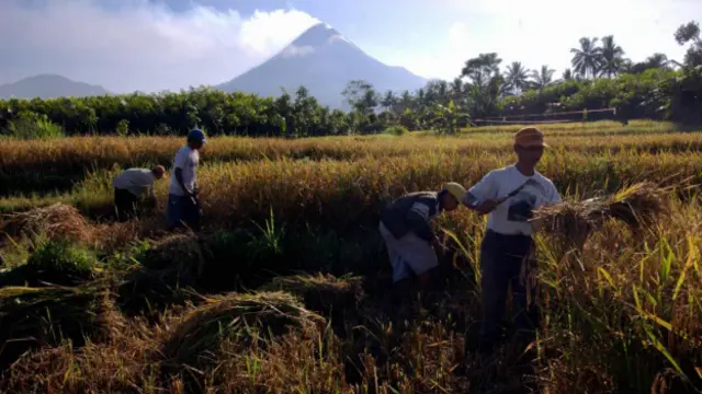 انڈونیشیا کے جزیرے جاوا کے مرکزی حصے میں ماؤنٹ میراپی قائم ہے