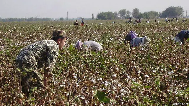 Бир неча йил олдин аскарлар пахта тергани ва мардикорлик қилгани ҳақида хабарлар чиққан. (Uznews.net сурати).