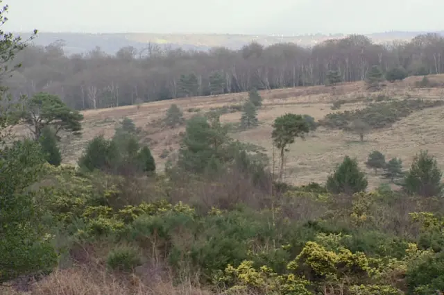 Пустошь, на которой жил ослик Иа