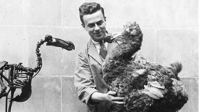 Un estudioso con un ejemplar disecado del pájaro dodo en el museo de Gales, en 1938