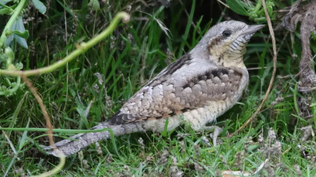 Una especie de torcecuellos