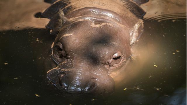 Un hipopótamo pigmeo