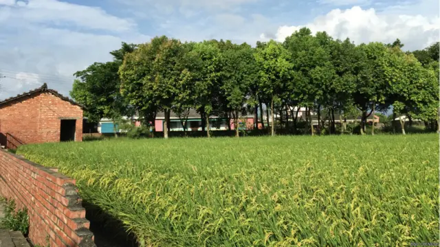 台湾农业在国际贸易规则中,面临国外低价农产品的冲击。图为嘉义县大林镇。