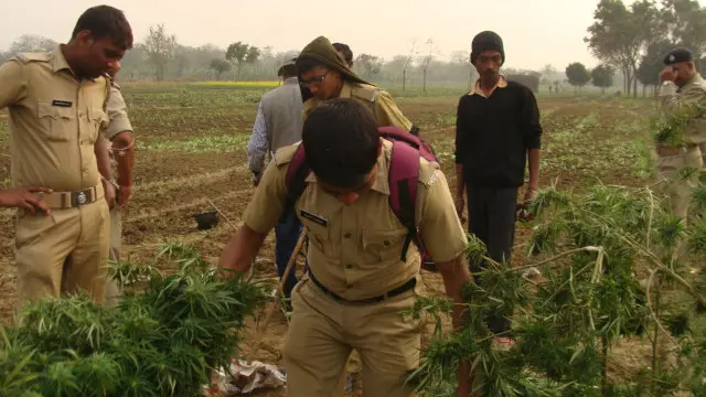 अफ़ीम की खेती