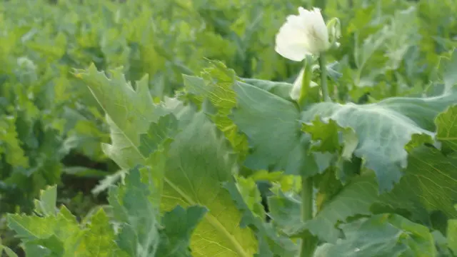 कलियाचक में अफ़ीम की खेती