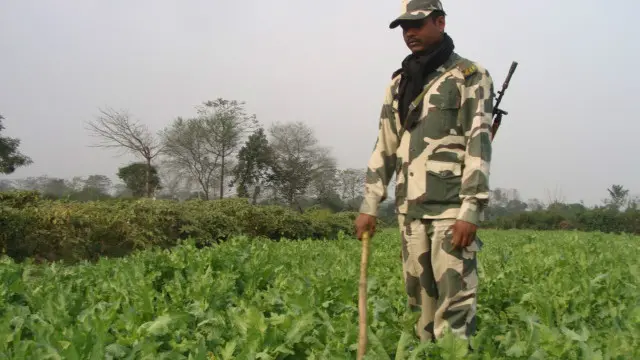 अफ़ीम के खेत