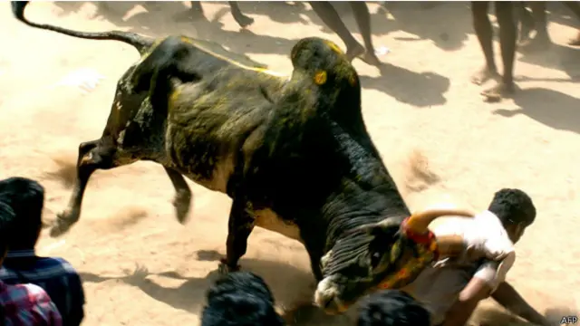 जल्लीकट्टू