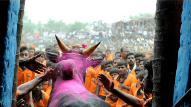 जल्लीकट्टू
