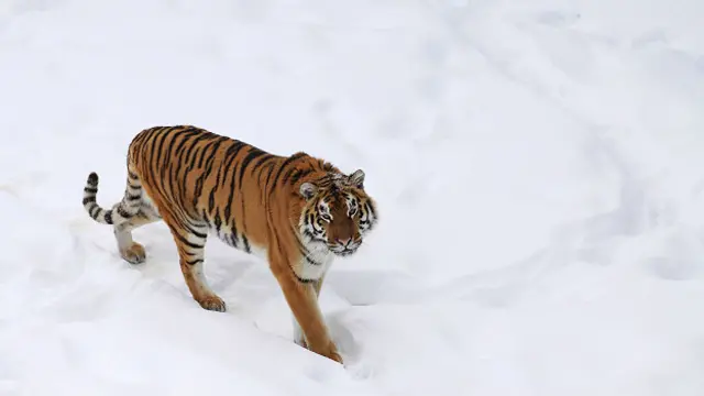 Амурский тигр