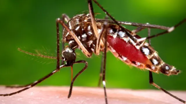 Mosquito Aedes aegypti 