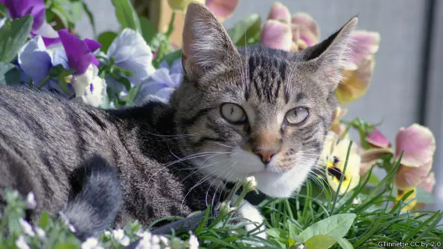 Kucing ini tidak peduli pada hamparan bunga-bunga.