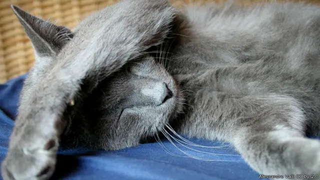 Kucing ini tengah tidur dan Anda seharusnya tidak membangunkannya.