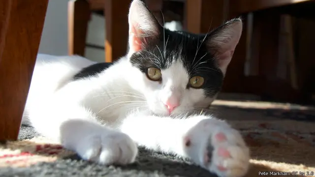 Kucing ini memiliki tempatnya, dan Anda tidak dapat duduk di sana.