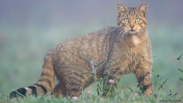 Seekor kucing hutan (Felis sivestris) di Prancis.