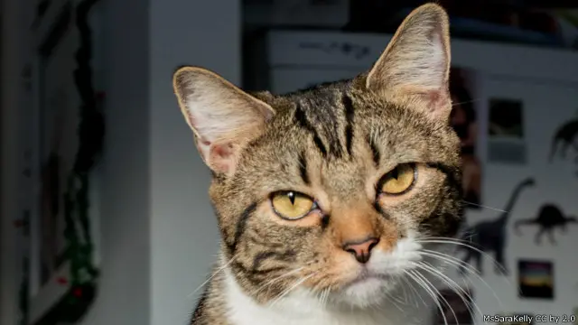 Kucing ini tidak terlalu puas dengan keadaan.