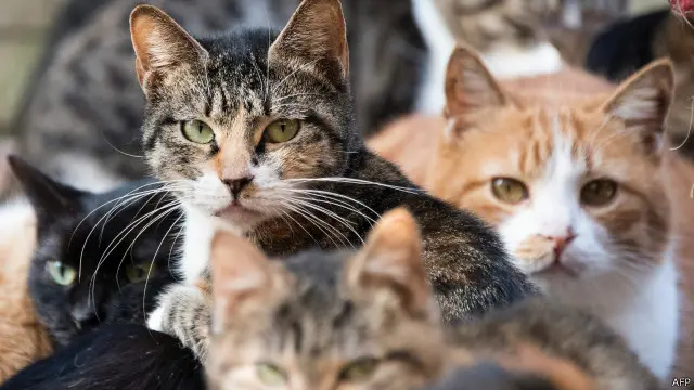 Ada persepsi yang tersebar luas bahwa apa yang dilakukan kucing-kucing hanyalah mementingkan diri sendiri, berpusat pada diri sendiri.