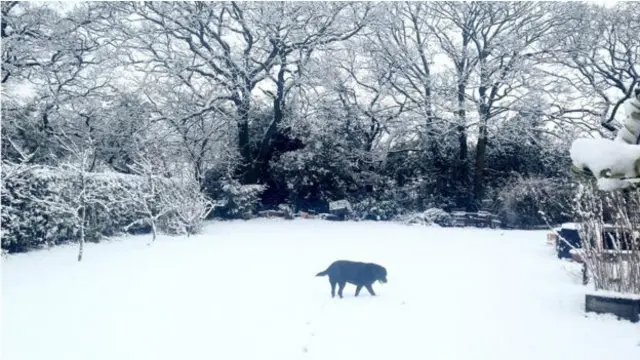 लैंकशर से ये तस्वीर भेजने वाले जेम्स वार्निंग कहते हैं, "लेब्रेडर को घुमाने ले गया. उसके खो जाने की कोई गुंजाइश नहीं है."