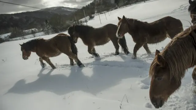 Сніг у світі