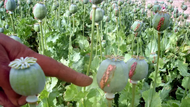 ဘိန်းခင်းတွေ ကို စုပေါင်း ဖျက်ဆီး နေတဲ့ အချိန်မှာ သေနတ်နဲ့ ပစ်ခံရတာ ဖြစ်