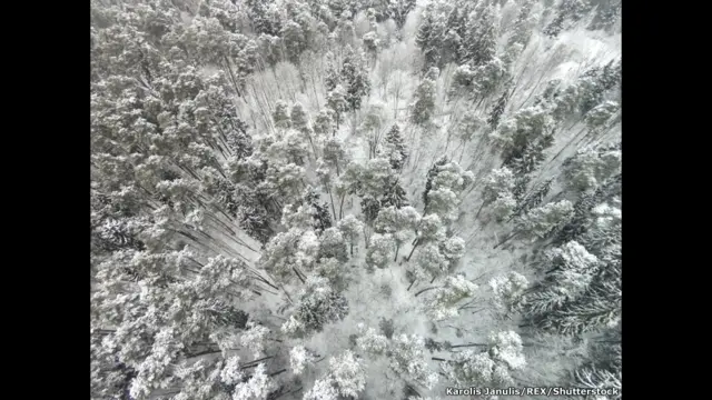 Лес в Литве