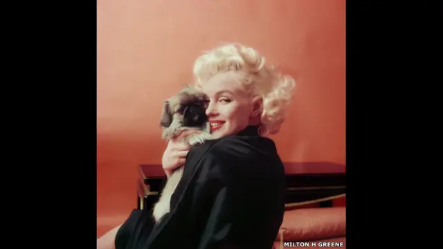 Marilyn Goes Oriental With A Pekenese Dog, NY, 1955 - Milton H Greene / Archive Images