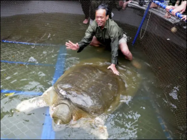 Rùa cao tuổi ở Hồ Gươm - hình chụp năm 2011