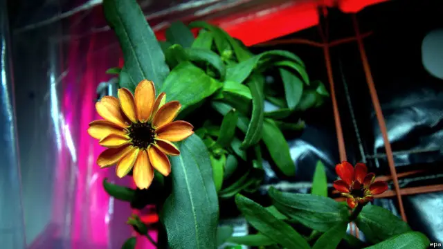 کھانے کے قابل ایسے پھول اُگانا طویل عرصے سے ناسا کے منصوبے ’ویجی‘ کا حصہ رہا ہے