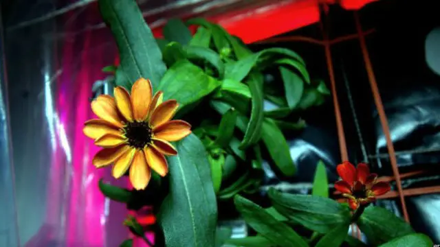 زینیا د خوړلو وړ ګل دی، چې پر ځمکه د دوبي موسم کې پریمانه غوړیږي