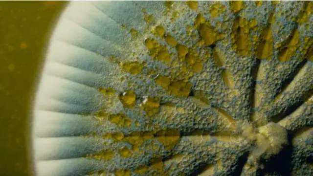 پینسیلین فنگس کی ایک قسم پینسیلیم نوٹیٹم سے حاصل کی جاتی ہے