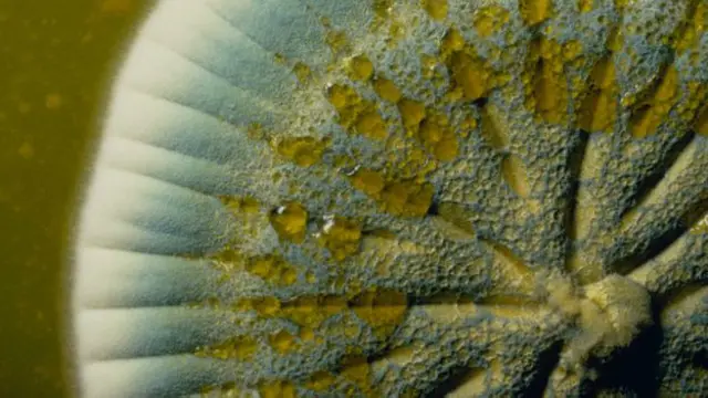 El hongo Penicillium notatum. ¿Habrá algo parecido en las barbas?