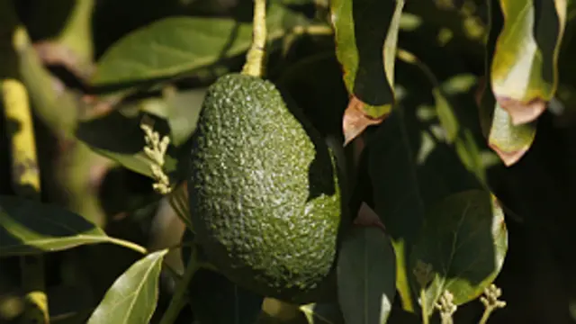 Aguacate