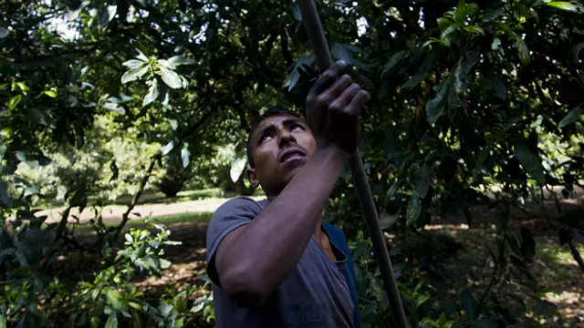 Productores de aguacate