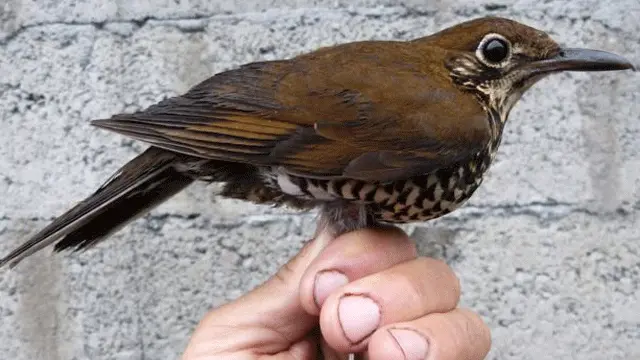 ہمالیہ کی جنگلی چڑیا 1949 کے بعد سے ہندوستان میں دریافت کیے جانے والے نئے پرندوں کی چوتھی قسم ہے