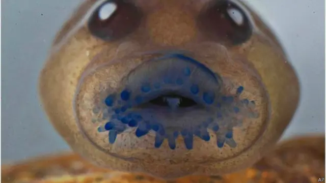 ट्री फ्रॉग