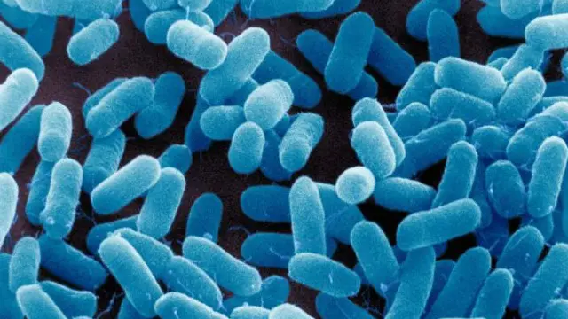 Alliance To Save Our Antibiotics bildirir ki, Britaniyadakı heyvanlara bütün mövcud antibiotiklərin 45 faizi verilir.