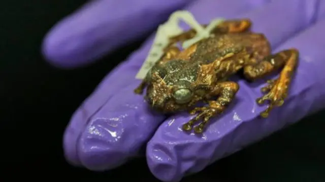 மீண்டும் கண்டுபிடிக்கப்பட்டுள்ள தவளையினம்