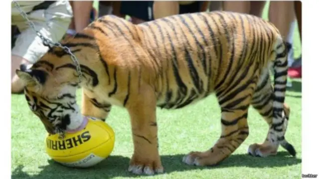  اروین اور اُن کے خاندان نے آسٹریلیا کے شہر کوئیز لینڈ میں ایک چڑیا گھر بنایا ہے اور رینو نامی شیر چڑیا گھر کی خاص رونق ہے۔ 