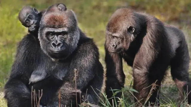 通過眼神交流並非人類獨有的能力(圖片來源：Frans Lanting/SPL)