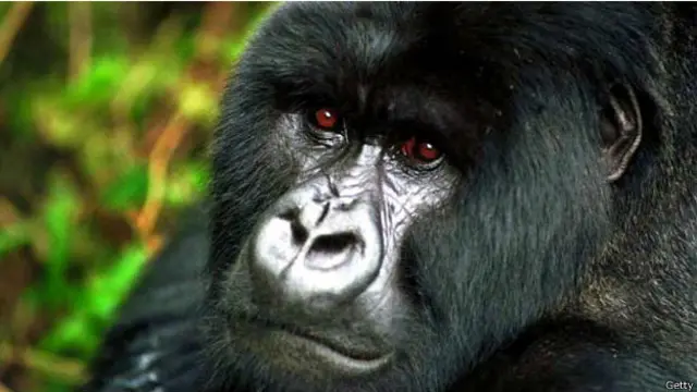 多數山地大猩猩的眼睛都是黑色的(圖片來源：Getty)