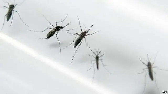 لا توجد وسيلة لمكافحة فيروس زيكا في الوقت الحالي سوى الوقاية من البعوض