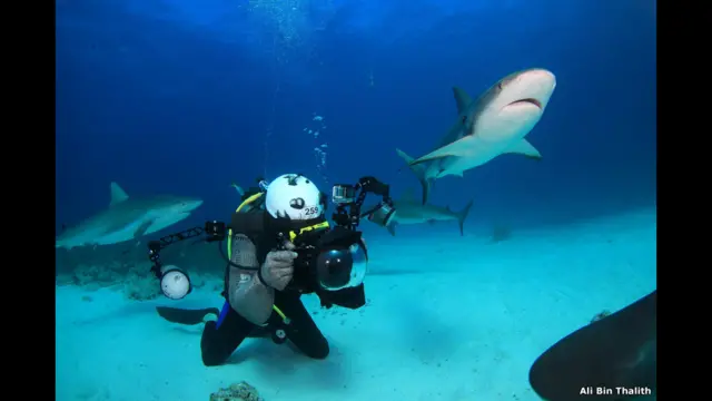 अली बिन तालित