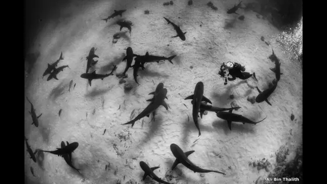 कैरीबियाई रीफ़ शार्क